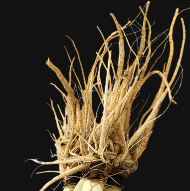 Souche de fenouil bronze