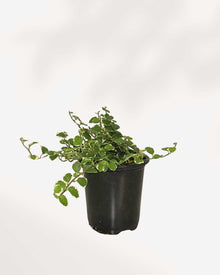 Ficus Repens