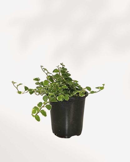 Ficus Repens