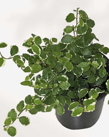 Ficus Repens