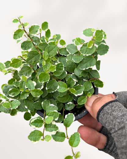 Ficus Repens