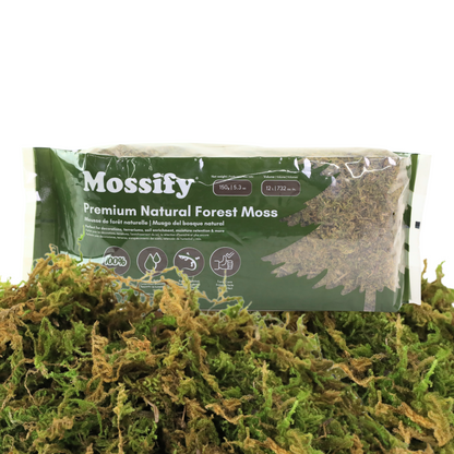 Mousse naturelle de forêt de première qualité