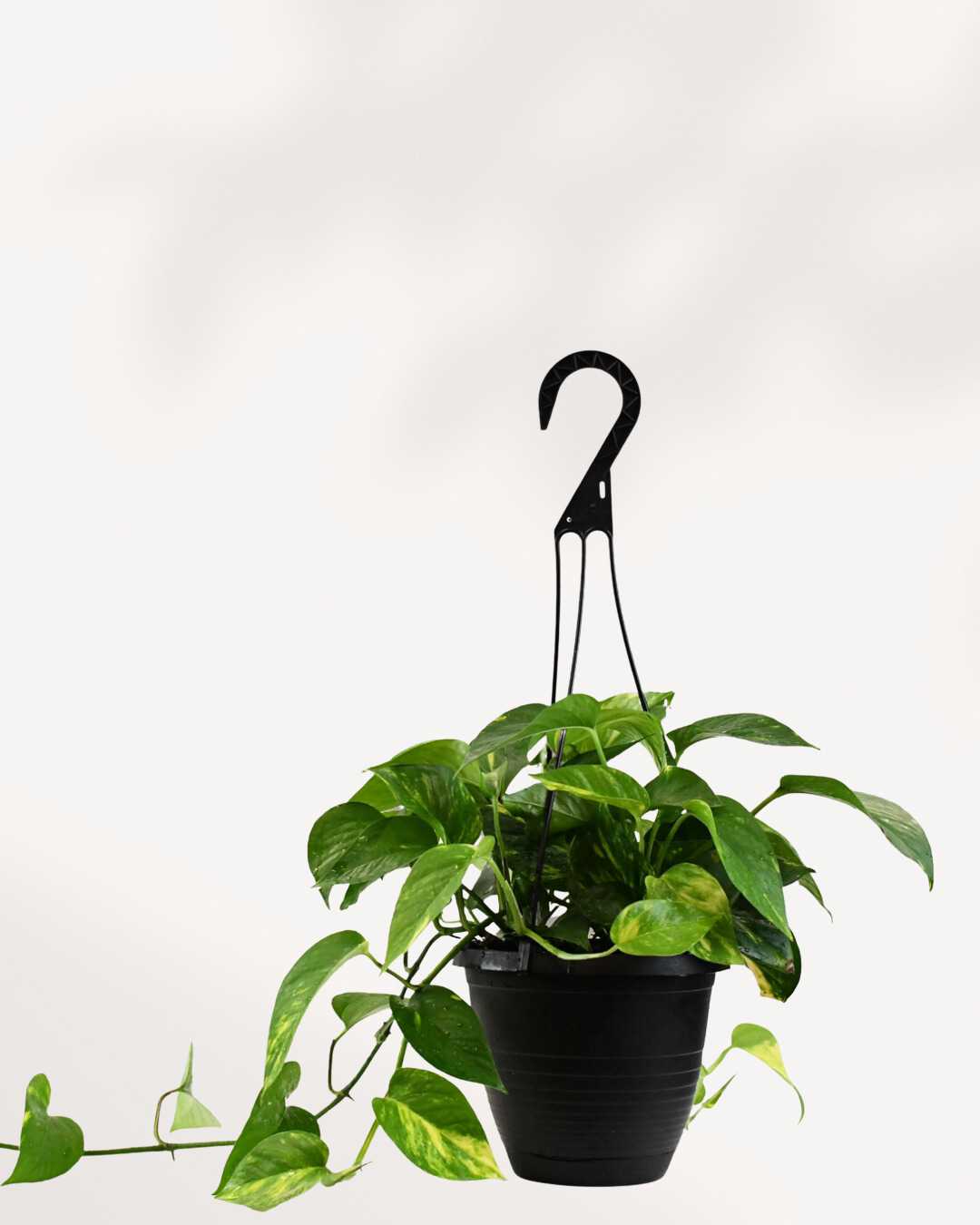 Pothos doré - Epipremnum Aureum Golden