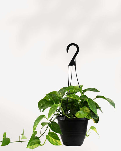 Pothos doré - Epipremnum Aureum Golden