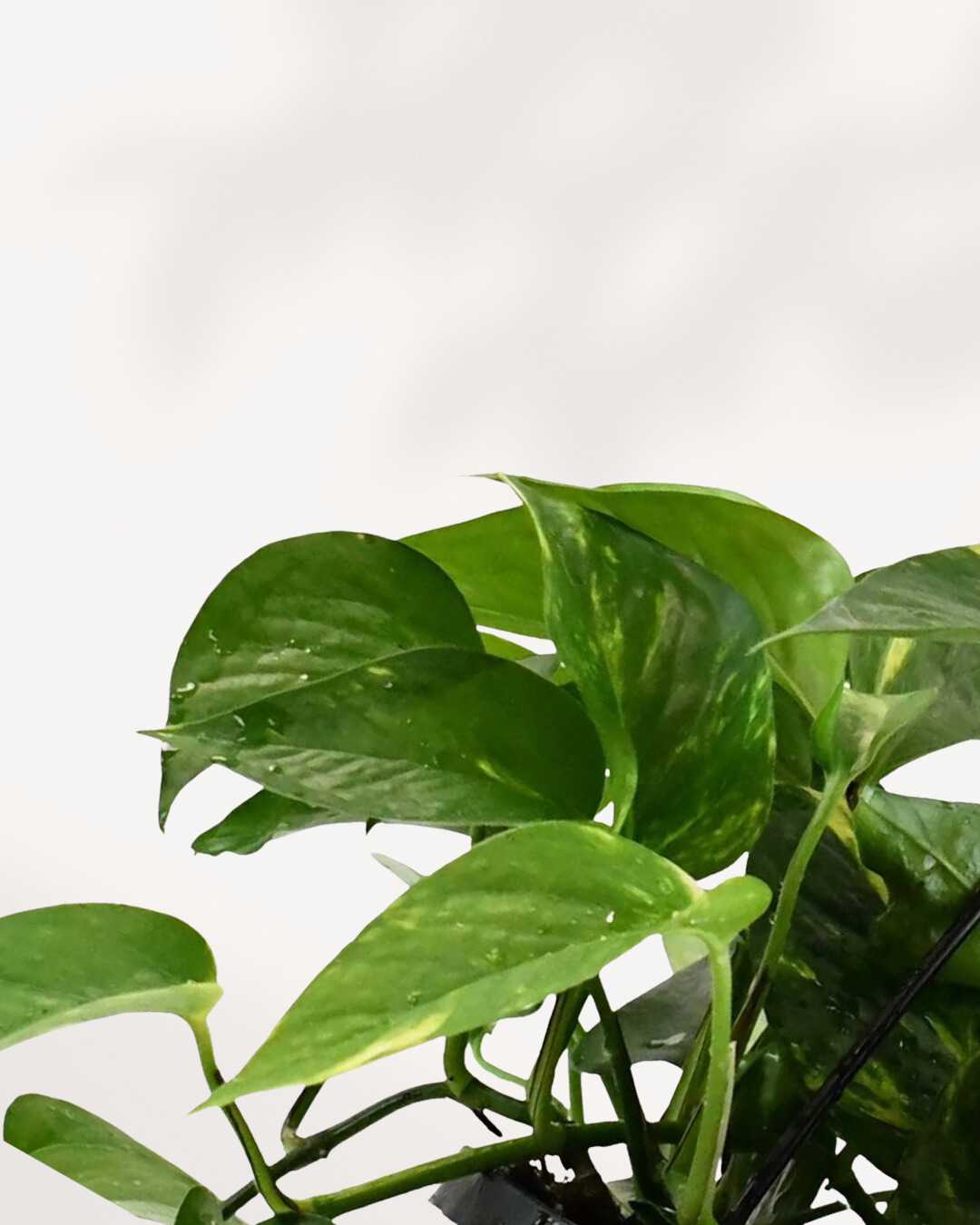 Pothos doré - Epipremnum Aureum Golden