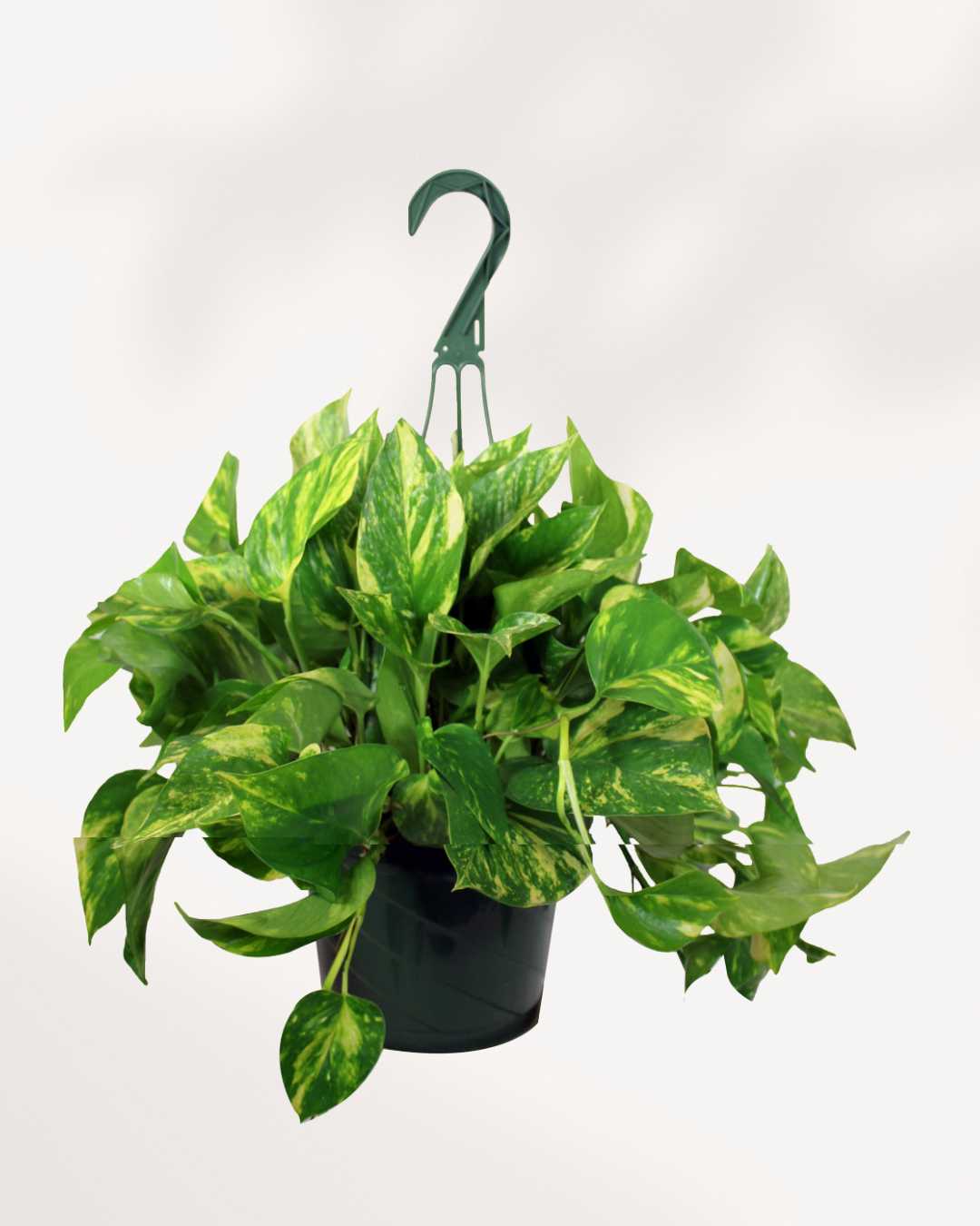 Pothos doré - Epipremnum Aureum Golden