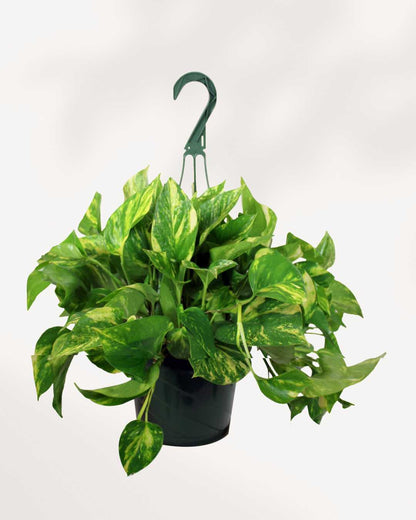 Pothos doré - Epipremnum Aureum Golden