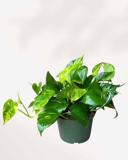 Pothos doré - Epipremnum Aureum Golden