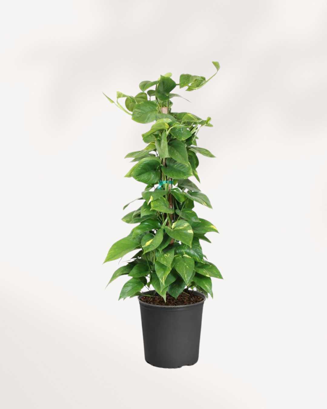 Pothos doré - Epipremnum Aureum Golden
