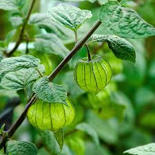 Golden Berry (Ground Cherry)