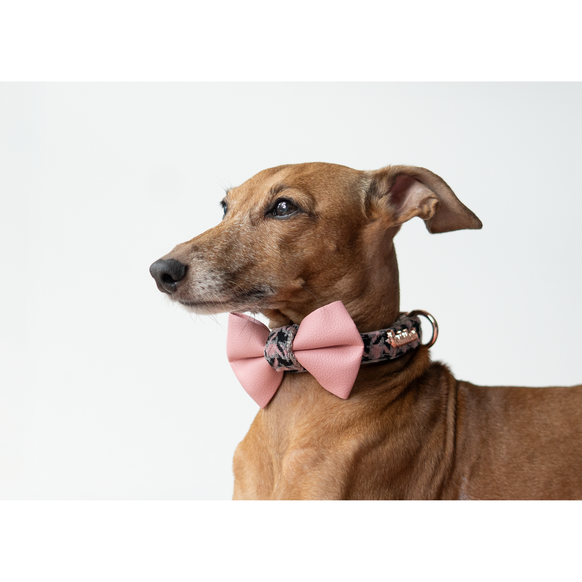 Elite collar