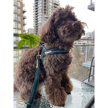 Harnais pour chien Barclay Plaid vert à un clic