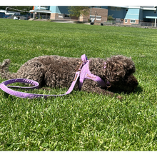 Mauve Leash with hands-free extension