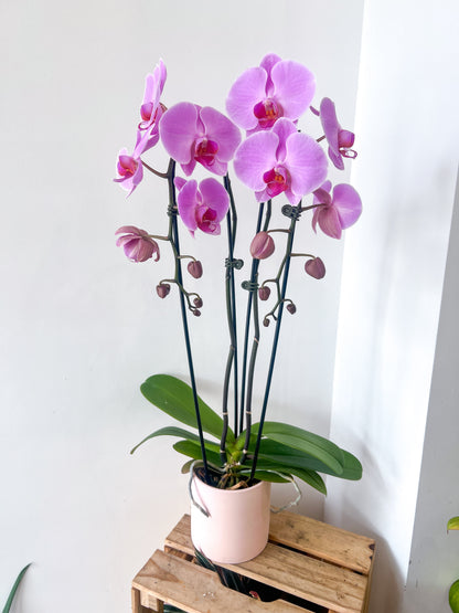 Meilleure floraison - Grand Phalaenopsis à double hampe avec pot