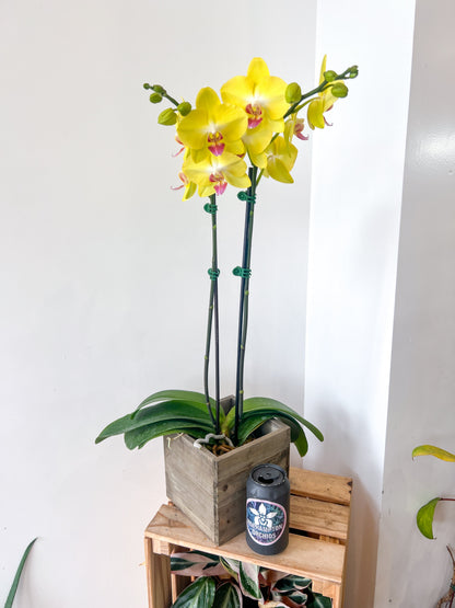 (Grand) Phalaenopsis "Meilleure floraison"