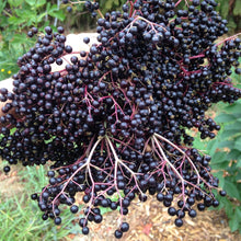 European Black Elderberry Cuttings