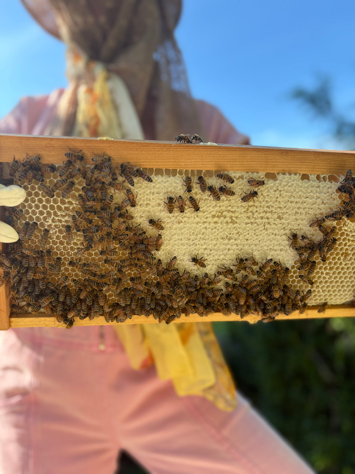 HONEY