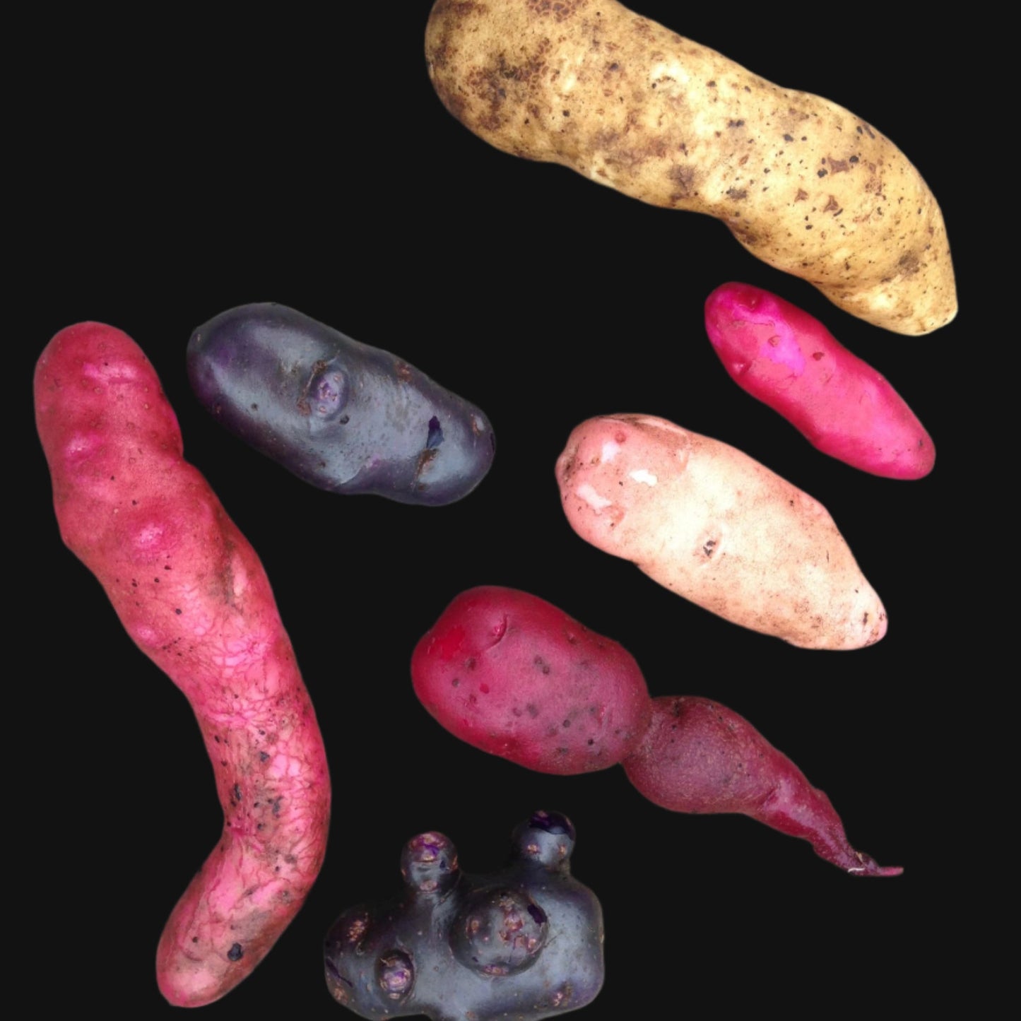 Metchosin Farm Originals Seed Potato Mix - SALE