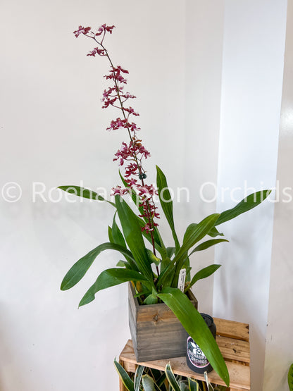 Oncidium en fleur - saisonnier