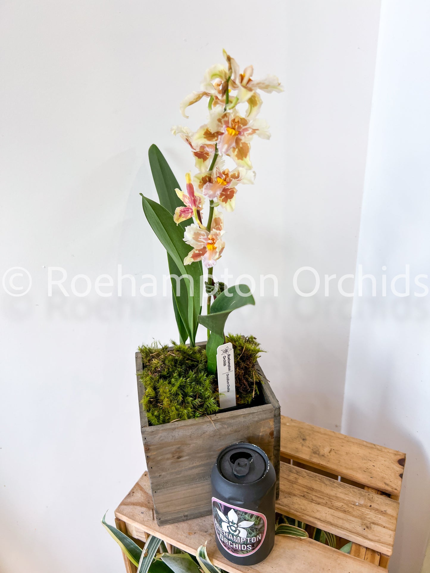 Oncidium en fleur - saisonnier