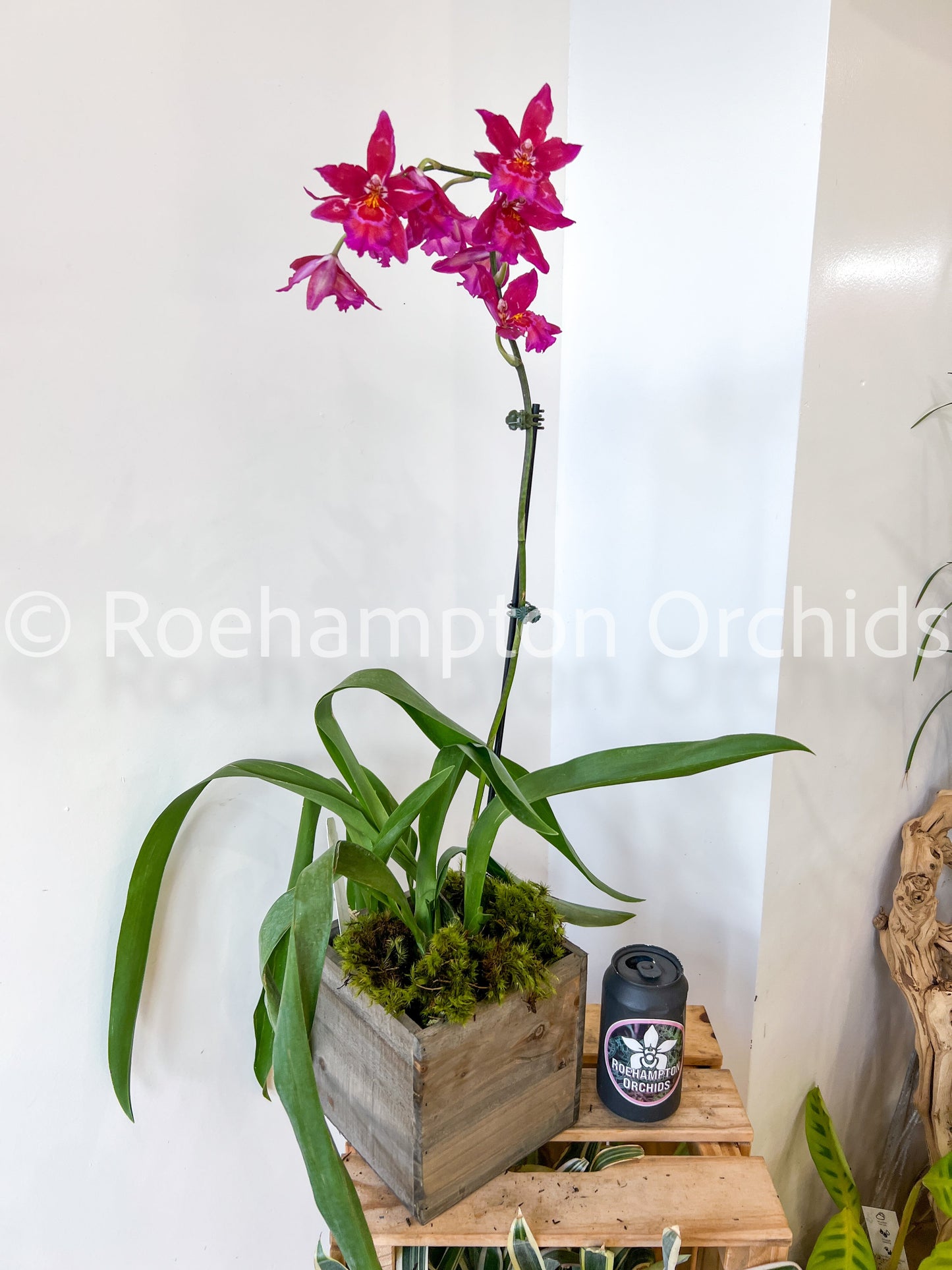 Oncidium en fleur - saisonnier