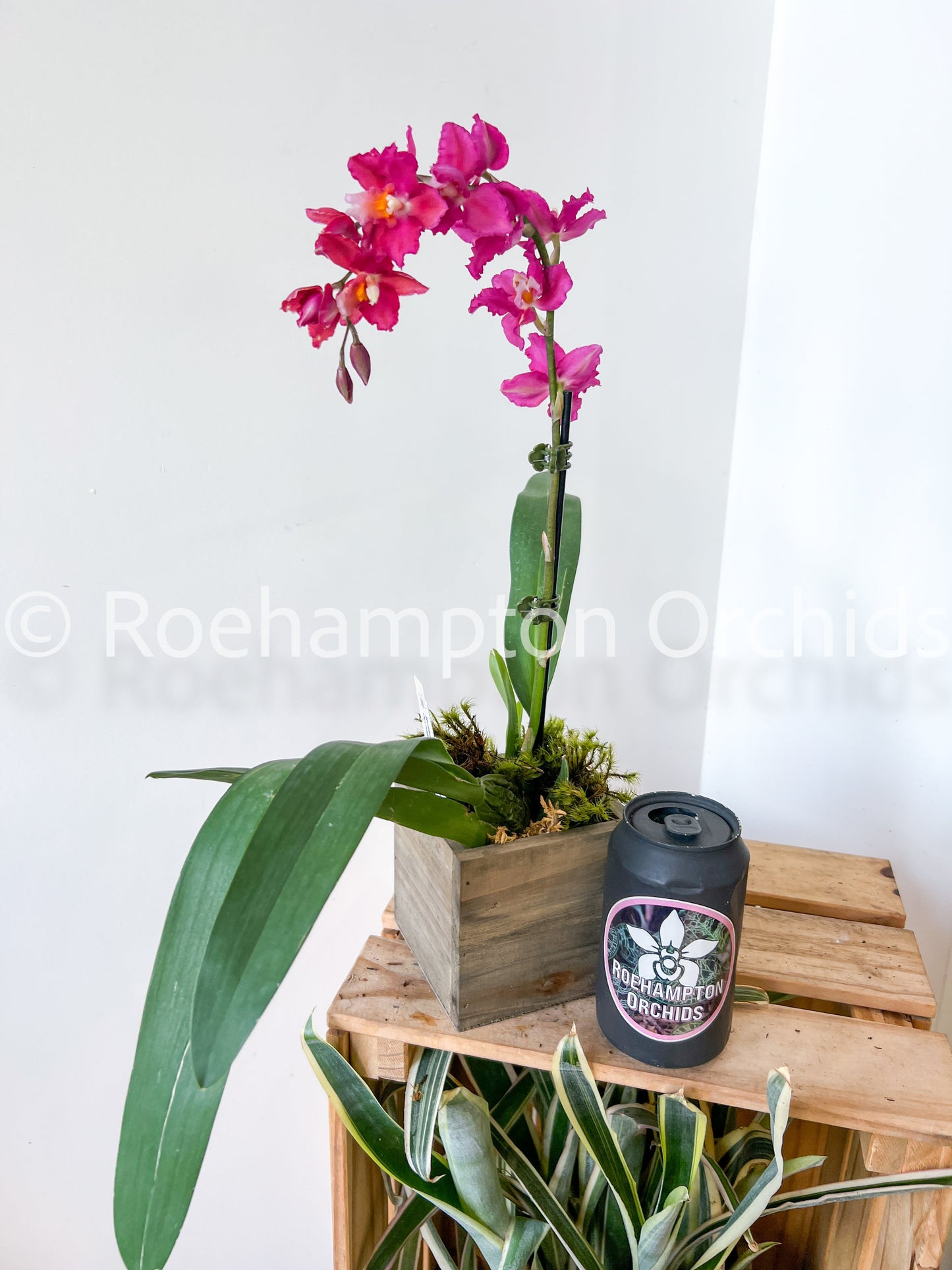 Oncidium en fleur - saisonnier