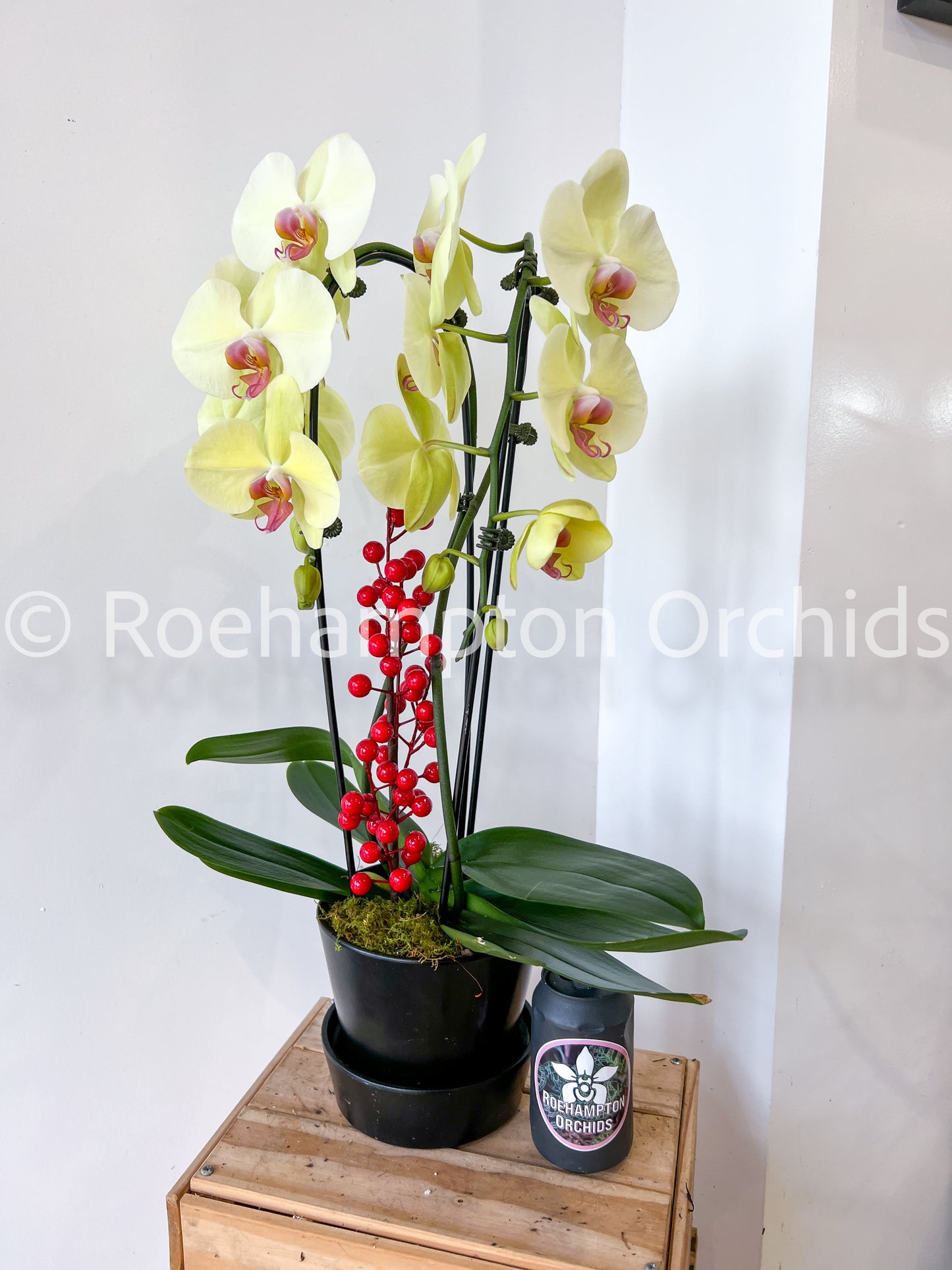 Meilleure floraison - Grand Phalaenopsis à double hampe avec pot
