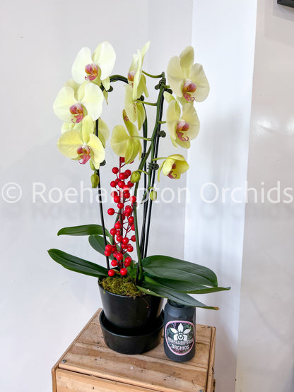 Meilleure floraison - Grand Phalaenopsis à double hampe avec pot