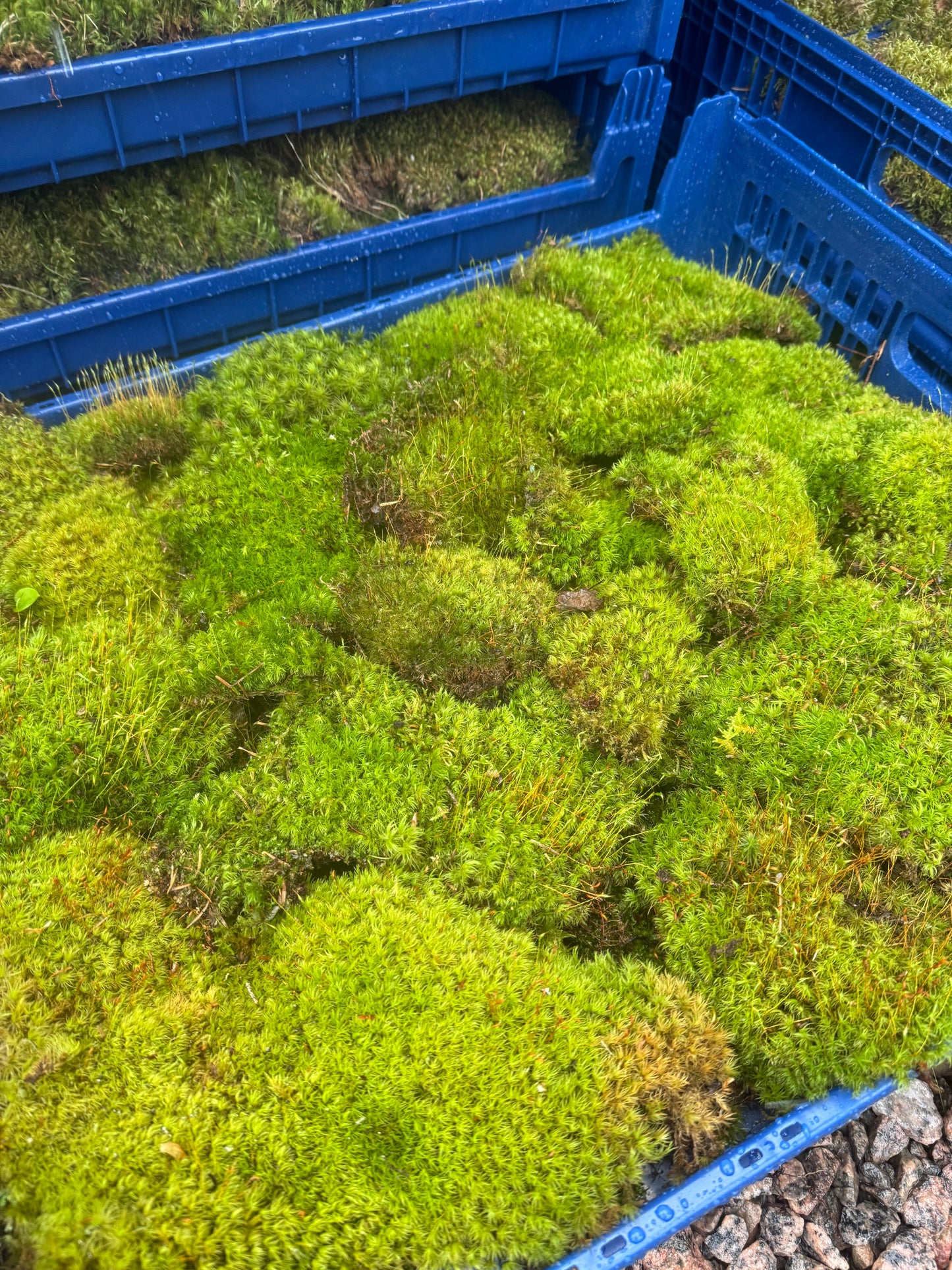 Mousse de sphaigne - Revita-Moss (Dicranum)