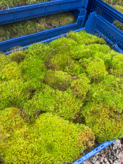 Mousse de sphaigne - Revita-Moss (Dicranum)