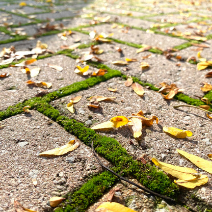 Mousse de sphaigne - Revita-Moss (Dicranum)