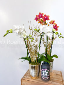 Enchanted Holiday Orchid