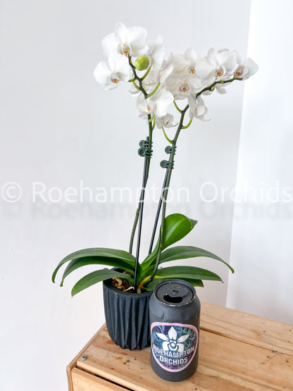Best in Bloom - Compact Phalaenopsis with Pot