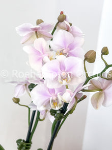 Le meilleur de la floraison - Phalaenopsis compact en pot