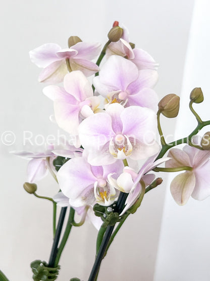 Best in Bloom - Compact Phalaenopsis with Pot