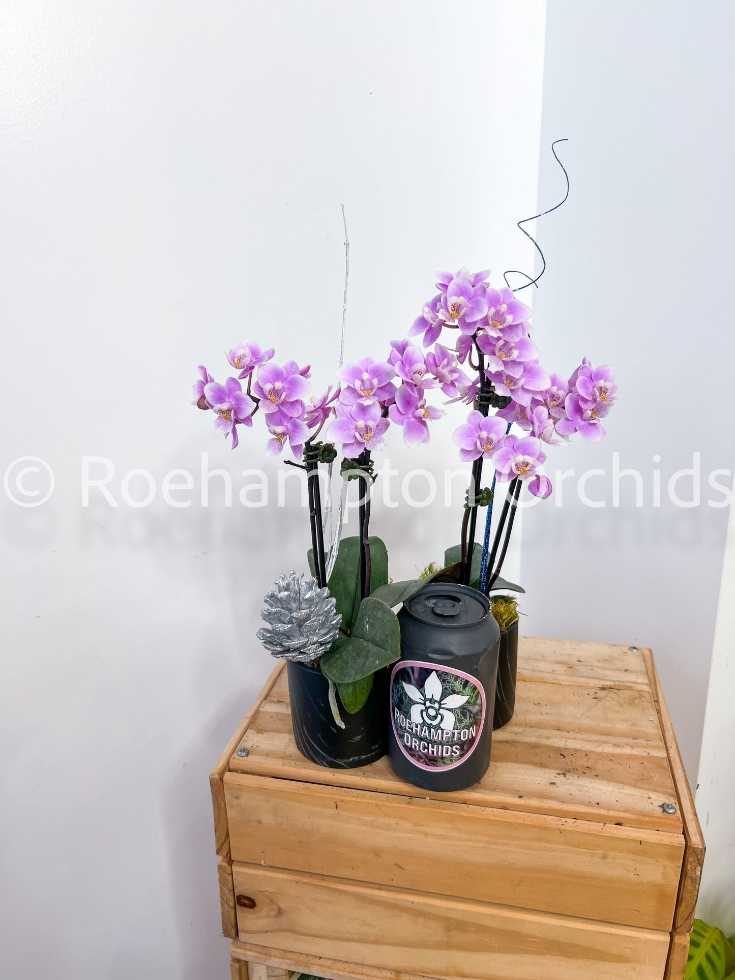 Mini-orchidée des fêtes