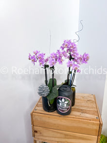 Miniature Holiday Orchid