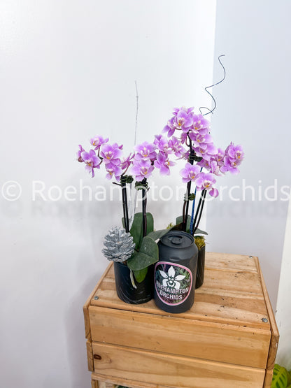 Mini-orchidée des fêtes