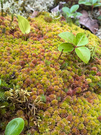 Mousse de sphaigne naturelle canadienne - Revita-Moss