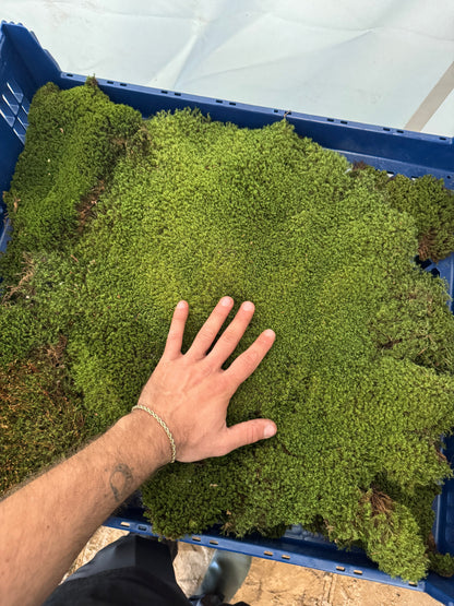 Mousse de sphaigne - Revita-Moss (Dicranum)