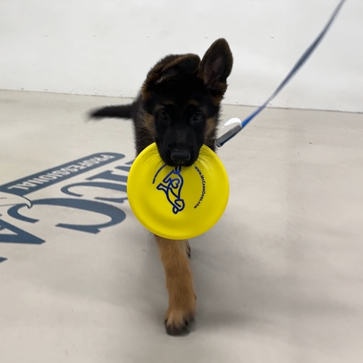 McCann Dogs SofFlite Puppy Disc