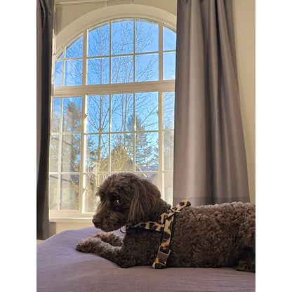 Leopard One-Click Dog Harness