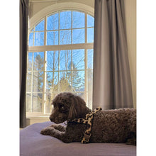 Leopard Leash with hands-free extension