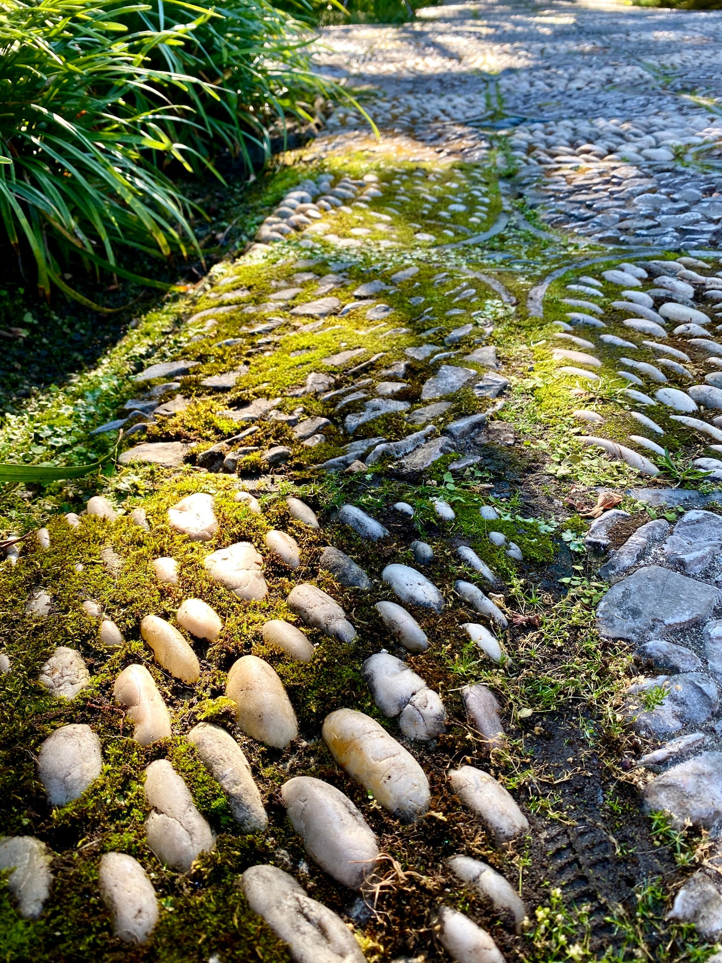 Mousse de sphaigne - Revita-Moss (Dicranum)