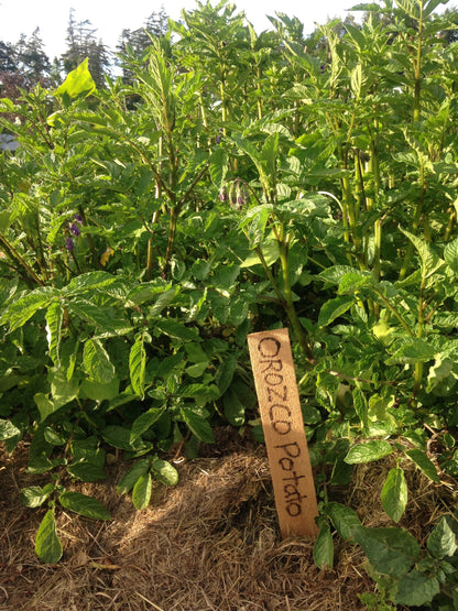 Orozco Seed Potatoes