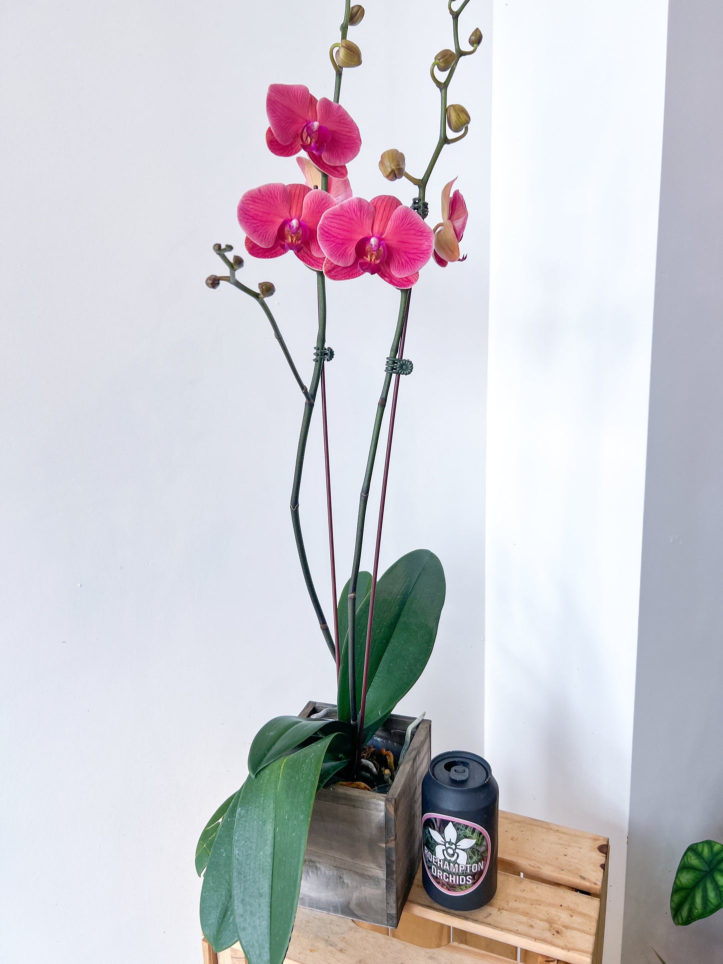 (Grand) Phalaenopsis "Meilleure floraison"