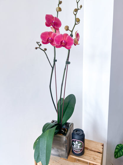 (Grand) Phalaenopsis "Meilleure floraison"