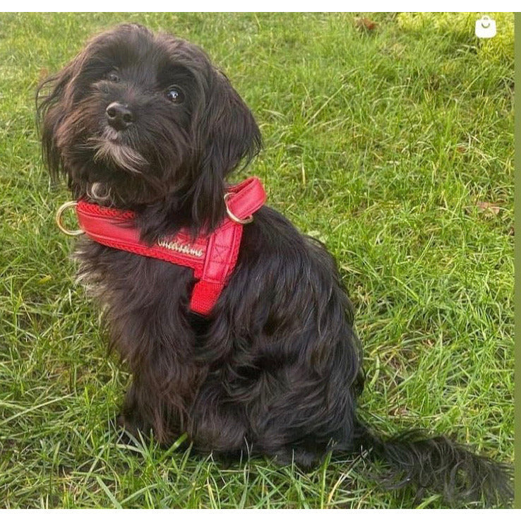 Harnais pour chien en cuir rouge cerise à attache rapide