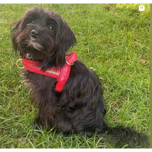 Harnais pour chien en cuir rouge cerise à attache rapide