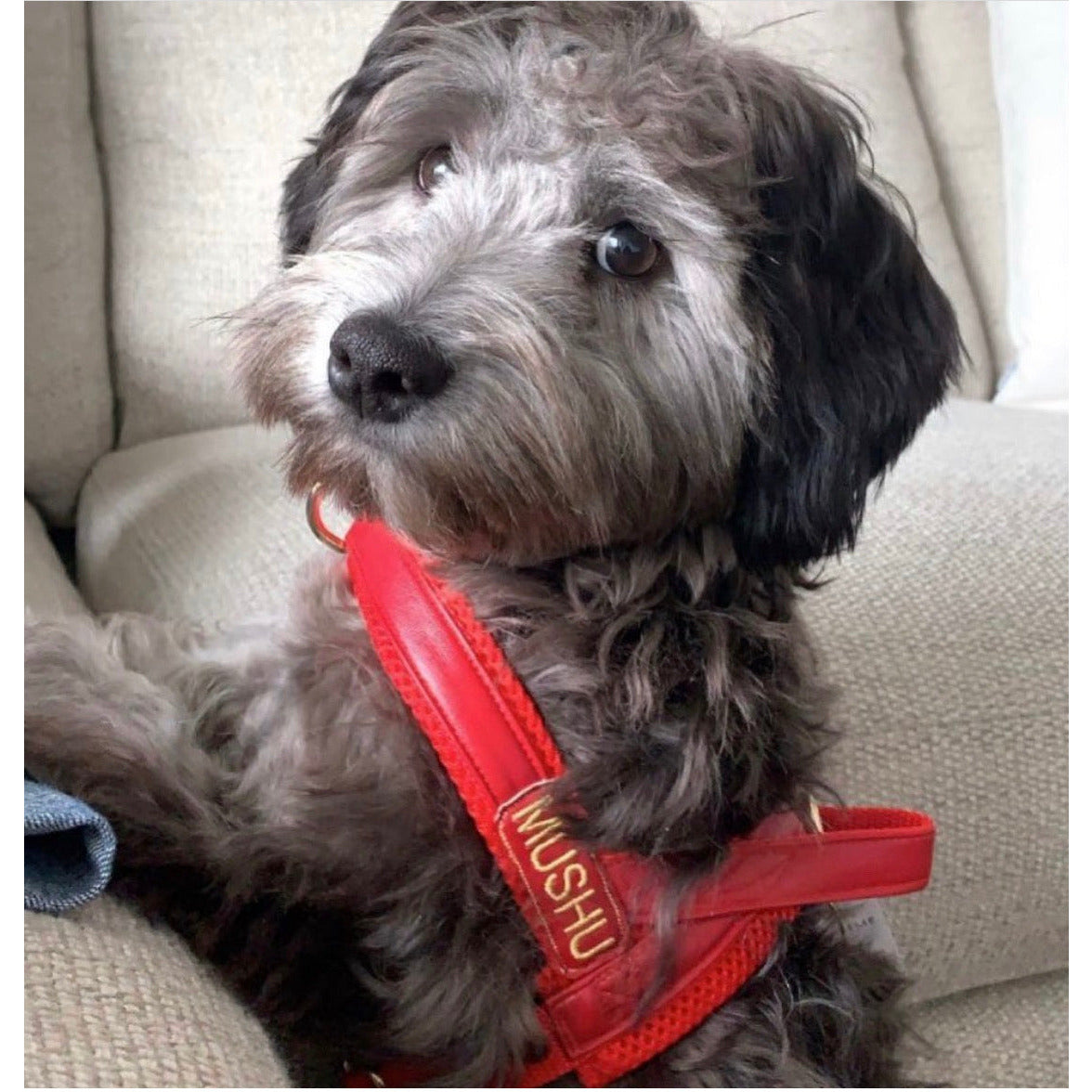 Harnais pour chien en cuir rouge cerise à attache rapide